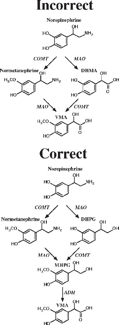 Pathways For Formation Of Vanillylmandelic Acid From Norepinephrine