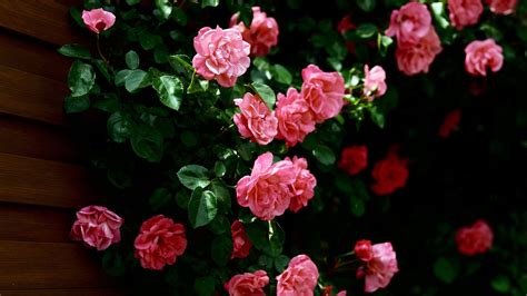 flowers wallpapers hd wallpapers id