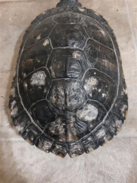 Turtle Shell Rot Symptoms Causes And Treatments Mypetcarejoy