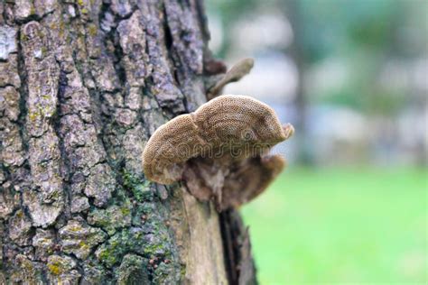 Brown Mushroom Growing On Tree Trunk Stock Image Image Of Grow Flora