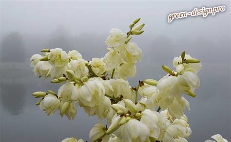 Юкка садовая: описание сортов, посадка и уход, выращивание, фото