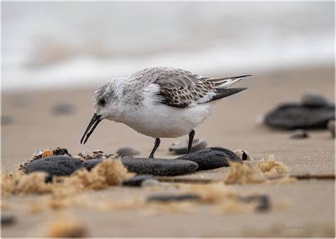 Sanderling Calidris Alba Foto And Bild World Natur Herbst