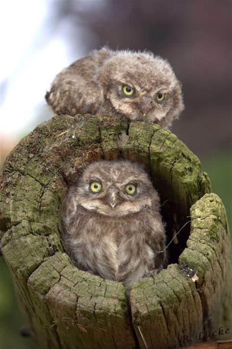 Owl Babies They Look Very Grumpy Lol Baby Owls Owl Beautiful Owl