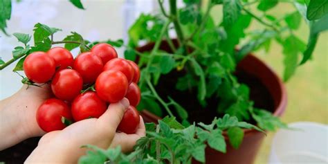 C Mo Plantar Tomates En Maceta