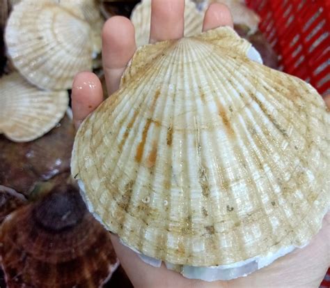 diep nhat dong lanh vua hai san gia  tot nhat