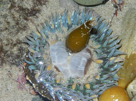 Rocky Intertidal Zones 11th Grade Quiz | Quizizz