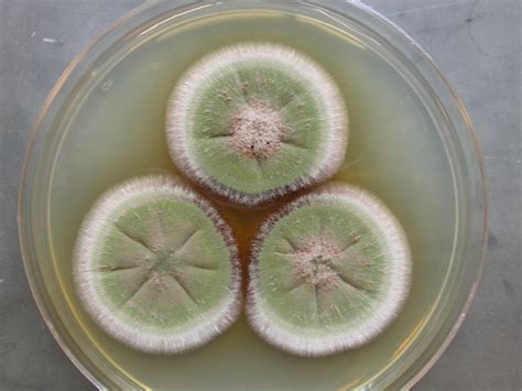 Penicillium Crustosum This Series Of Plates Show The Morph Flickr