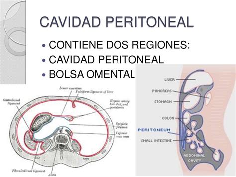 Peritoneo