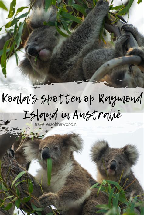 Koalas spotten op Raymond Island in Australië Travellers of the world