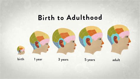 adulthood   brain powerbrain rx