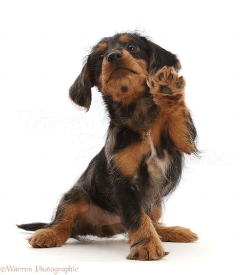 Yorkshire Terrier Dachshund Mix