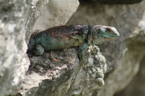 Iguana yucateca de cola espinosa desde Progreso Yuc México el