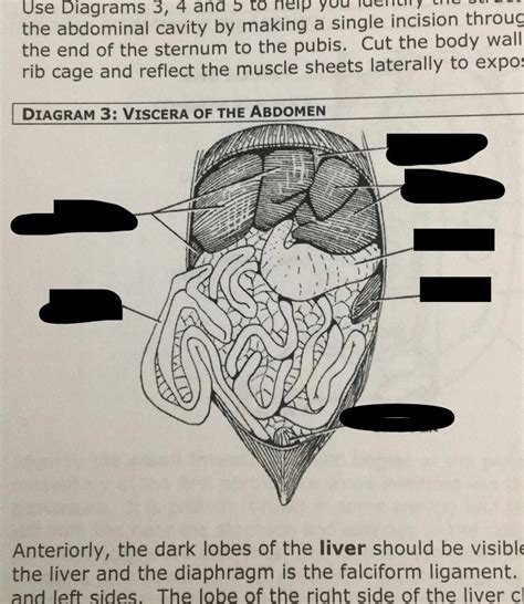 Diagram Of Mink Abdominal Cavity Diagram Quizlet