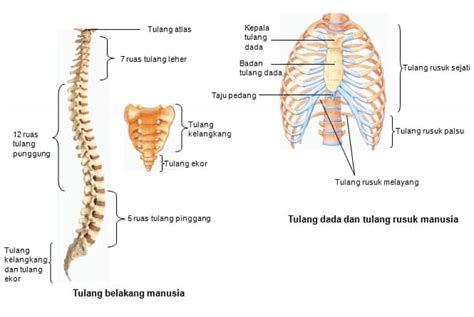 Gambar Tulang Gelang Panggul - Juwitala