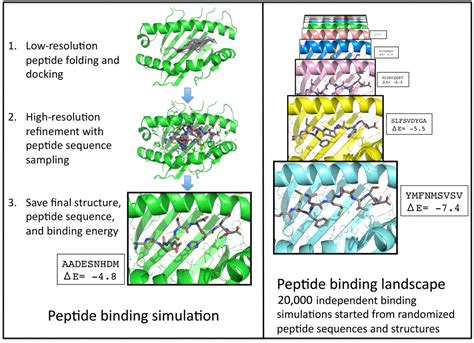large scale characterization  peptide mhc binding landscapes