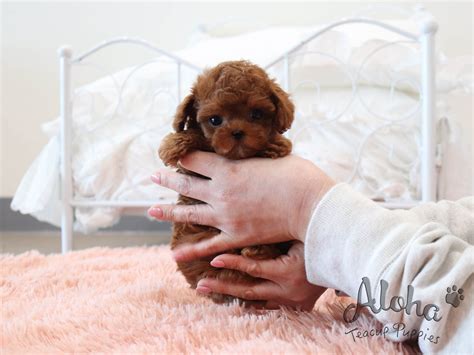 How Much Are Micro Minature Teacup Poodles