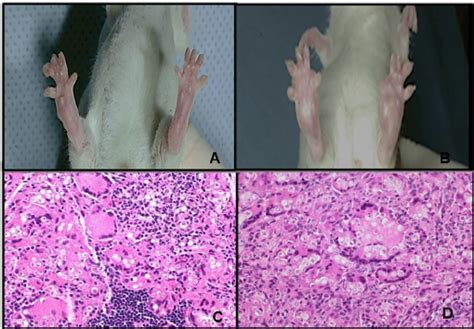 Macroscopic Aspect Of The Footpad Of Mice Inoculated With Lacazia