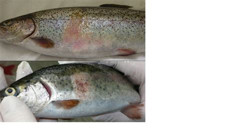 Focal Poorly Circumscribed Pale To Reddish Lesion With Scale Loss