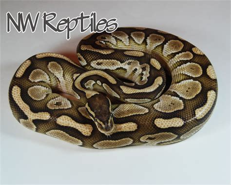 northwest reptiles lesser platinum ball python description