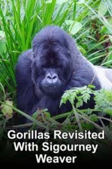 Gorillas Revisited With Sigourney Weaver 2006 — The Movie Database Tmdb