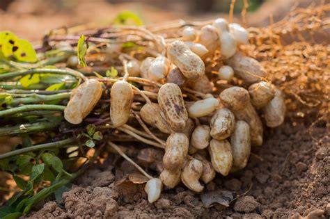 Where Do Peanuts Come From