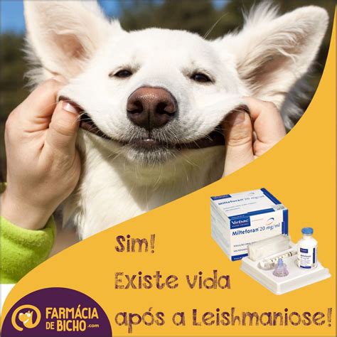 Milteforan Tratamento Da Leishmaniose Visceral Canina Blog Da