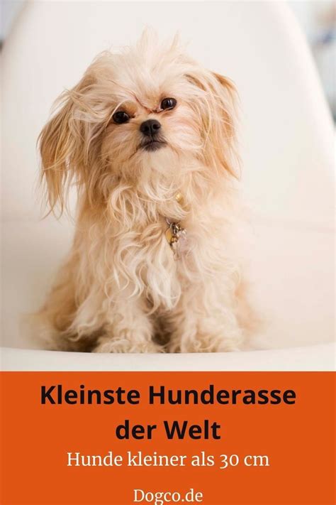 Top 16 Kleinsten Hunderassen Der Welt Chihuahua Und Weitere Rassen