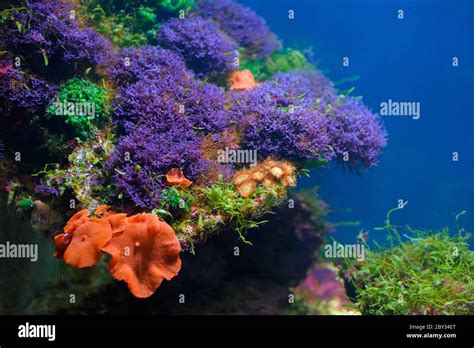 Underwater Flower Plants Hi Res Stock Photography And Images Alamy
