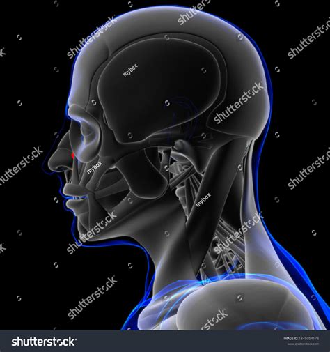 Nasalis Muscle Anatomy Medical Concept 3d Stock Illustration 1845054178 | Shutterstock