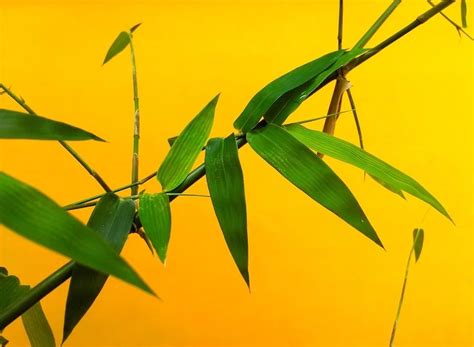 Lucky Bamboo Plant Turning Yellow