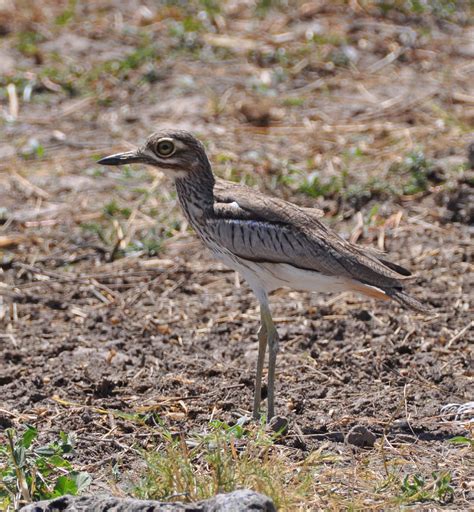 Pictures and information on Water Thick-knee