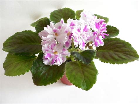 Сенполия (комнатная фиалка) АВ-Фурор: особенности и характеристика ...