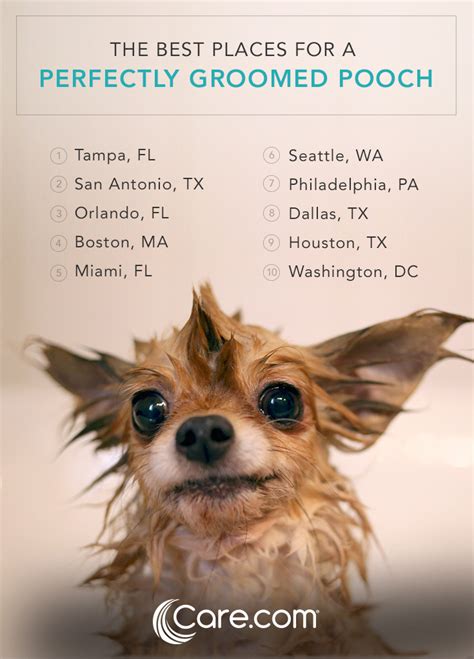 style   cities    groomed dogs carecom resources