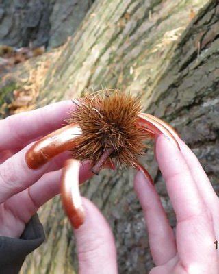 White Chicks With Long Nails And Long Toenails Part 2 Porn Pictures XXX Photos Sex Images