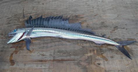 lancetfish fish facts   animals