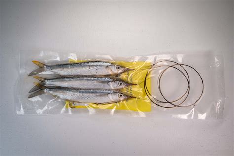 Ballyhoo Offshore Bait | Superior Saltwater Offshore Bait, supplying ...