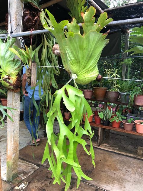 Pokok Tanduk Rusa Furniture Home Living Gardening Plants Seeds