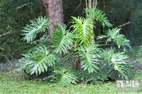 PHILODENDRON BIPINNATIFIDUM, Stock Photo, Picture And Rights Managed ...