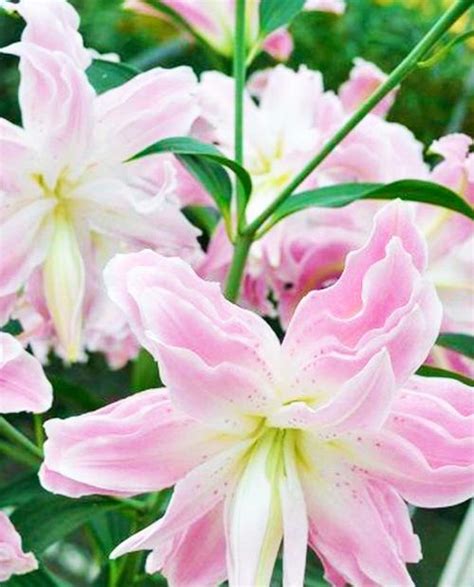 Лилия "Lotus Elegance" 1 шт в упаковке купить в интернет-магазине Агро ...