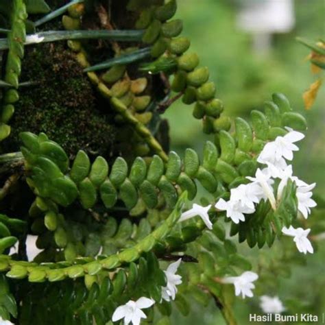 Jual Anggrek Mini Unik Angraecum Distichum Orchid Anggrek Hutan