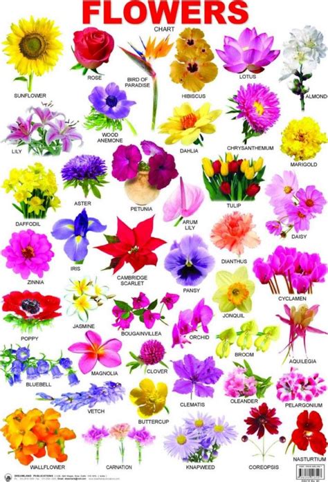 The Shocking Revelation Of Funny Flower Names List — Funny Flower Names ...