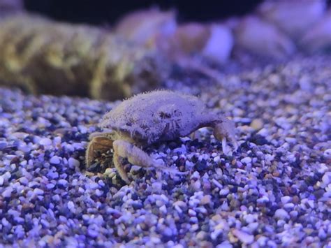 genus iphiculus inaturalist