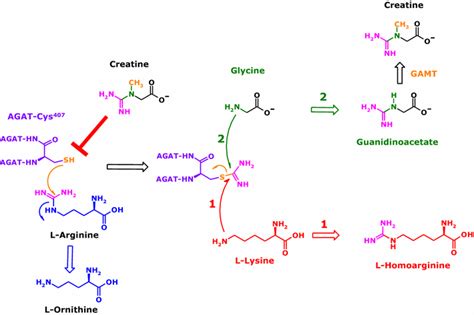 Homoarginine Arginine And Relatives Analysis Metabolism Transport