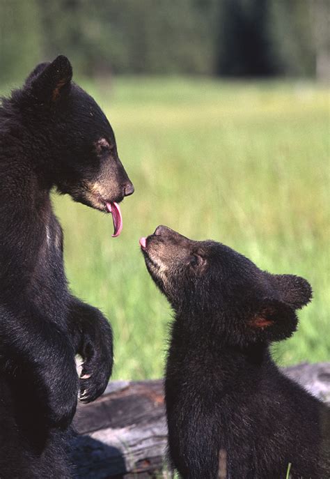 Black Bear Cubs Playing Around The Natural World Scott Stulberg