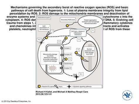 Mechanisms Governing The Secondary Burst Of Reactive Oxygen Species