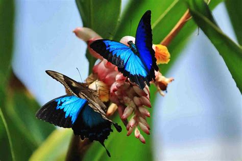 Tropical rainforest butterflies | Skyrail