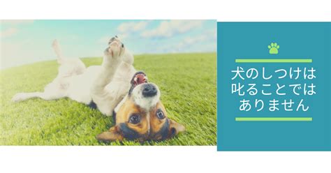 犬のしつけって何？～叱ることはしつけではありません～ 福岡 犬のしつけ教室「いぬのわくせい」｜訪問レッスン・カウンセリング