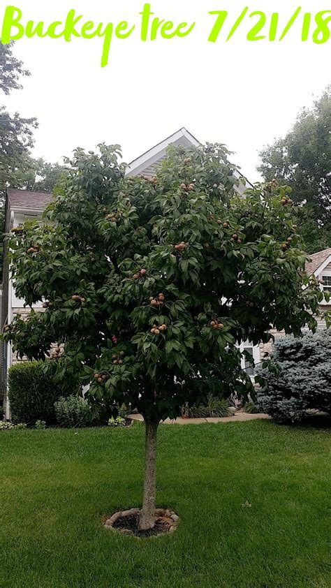 Buckeye tree | Buckeye tree, Buckeye, Tree