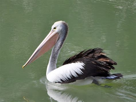 Free Images Water Nature Bird Wing Pelican Seabird Looking