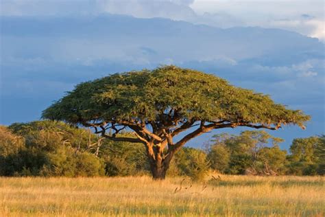 4 Most Common Places Where Acacia Trees Grow Tree Journey